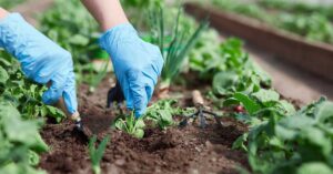 Read more about the article 5 Gardening Tips to Help You Prepare For Extreme Weather Events