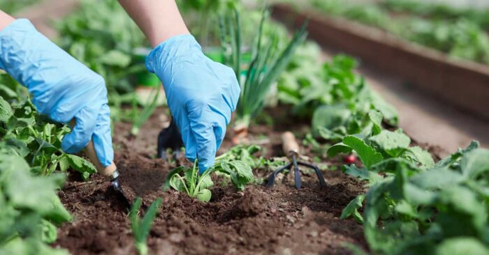 5 Gardening Tips to Help You Prepare For Extreme Weather Events