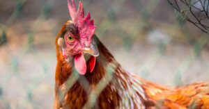 Read more about the article Fast Facts About Chicken Nets