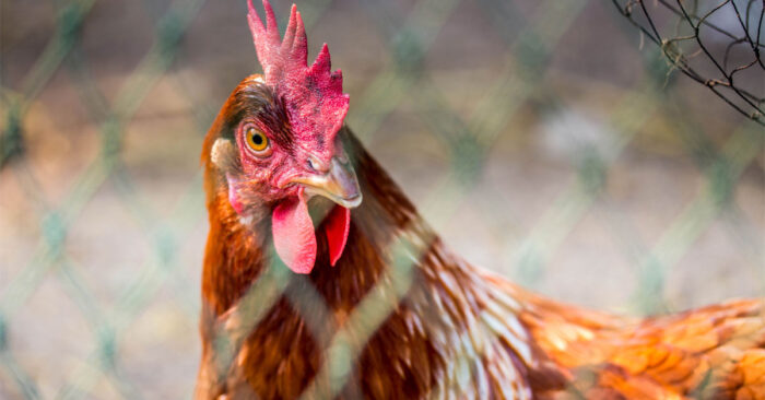 Fast Facts About Chicken Nets