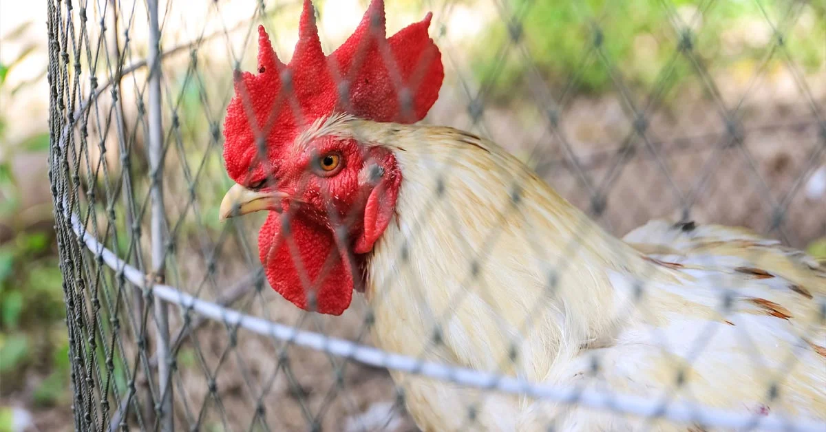 You are currently viewing When You Should Use Chicken Nets