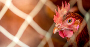 Read more about the article Raise Healthier and Happier Chickens: Benefits of Chicken Nets