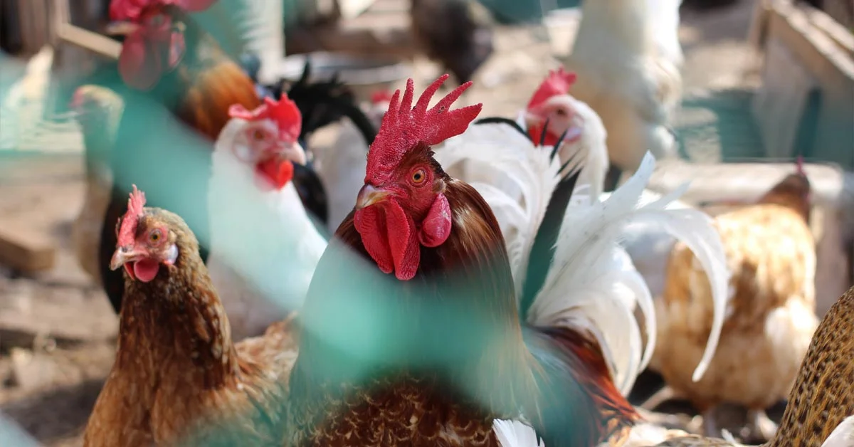 You are currently viewing Keep Your Chickens Safe from Pests and Predators