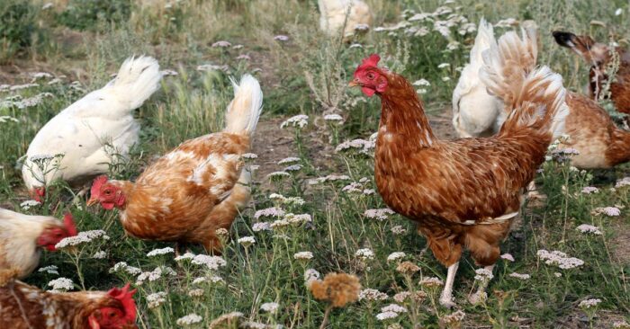 Why You Should Let Your Chickens Live in Free-Range Condition