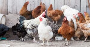 Read more about the article Protecting Your Free-range Farm From Diseases