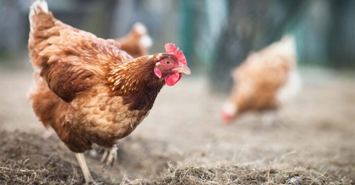 Why Free-Range Chicken Products are Better