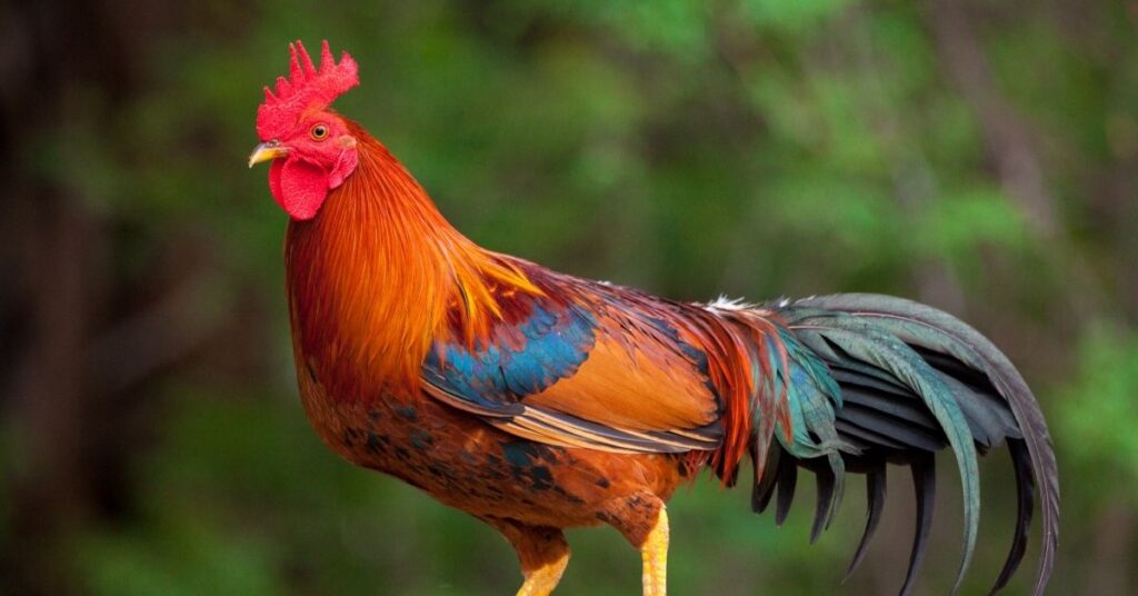 chicken breeds philippines

