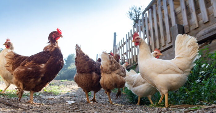 Aprub Na Chicken Coop Recycling Ideas Para Sa Iyo At Mga Alagang Free-Range Na Manok