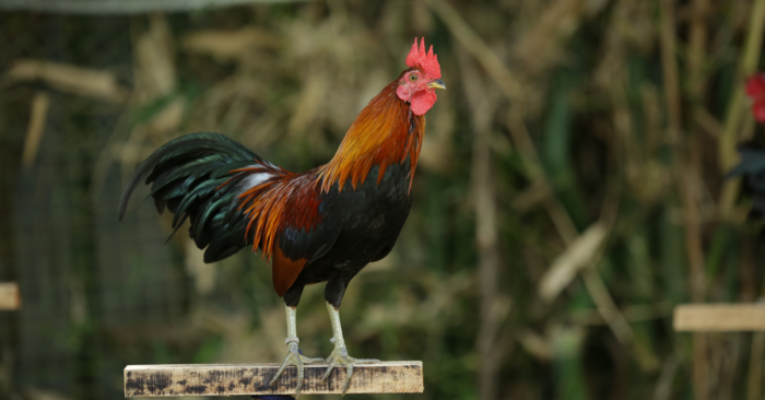 Siguraduhing Ligtas Ang Alaga Mula sa Chicken Diseases
