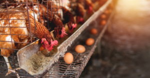 Read more about the article Narito Ang Mga Dapat Malaman Kung Nais Sumubok Ng Chicken Egg Farming