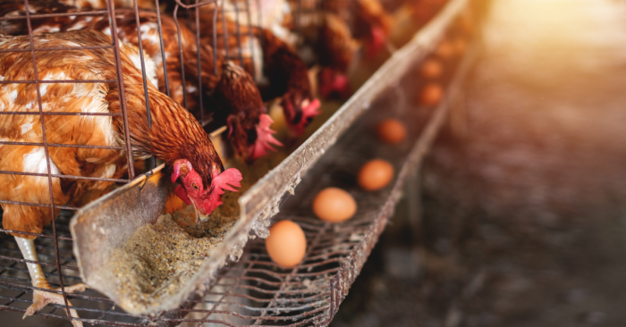 Narito Ang Mga Dapat Malaman Kung Nais Sumubok Ng Chicken Egg Farming