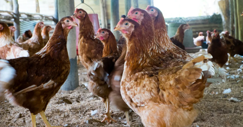 Tulad ng mga alagang panabong, maraming salik ang kailangan pag-isipan pagdating sa chicken egg farming. 