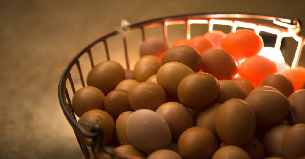 Importante sa pag-aalaga ng mga ito ang light management at ang tamang mesh size ng iyong chicken nets. 