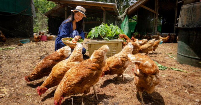 Tamang Chicken Care Para Sa Pabago-bagong Panahon