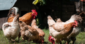 Read more about the article Mga Peste At Predators Na Dapat Iwasan Ng Free-Range Chicken Raisers
