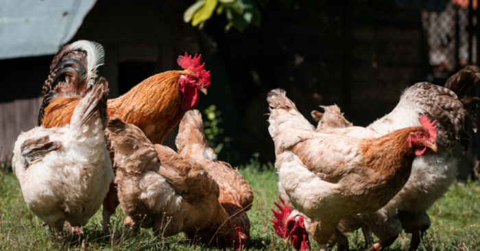 Mga Peste At Predators Na Dapat Iwasan Ng Free-Range Chicken Raisers