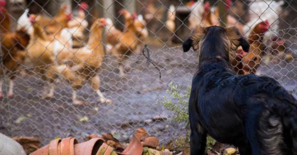 Tulad ng nasabi sa ating chicken care tips, may ilang hayop sa Pilipinas ang kadalasang nambibiktima ng mga alagang manok sa bakuran.