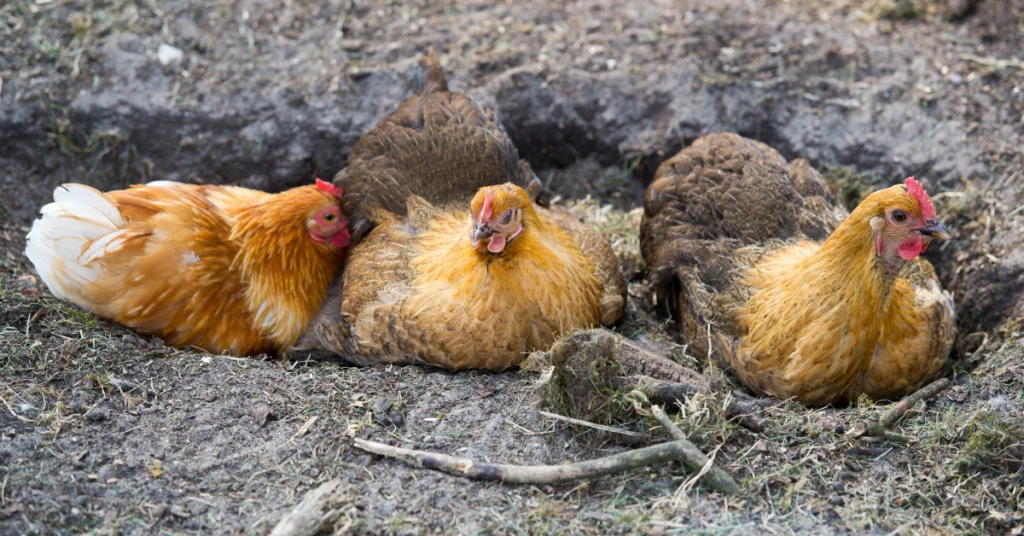 Isa sa mga kailangan iwasan kapag nag-aalaga ng mga free-range chickens o panabong ang mga insekto at peste na pwedeng makapagdulot ng chicken diseases sa iyong mga alaga.