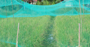 Read more about the article Gumamit ng Mosquito Nets Para sa Sariling Garden Enclosure