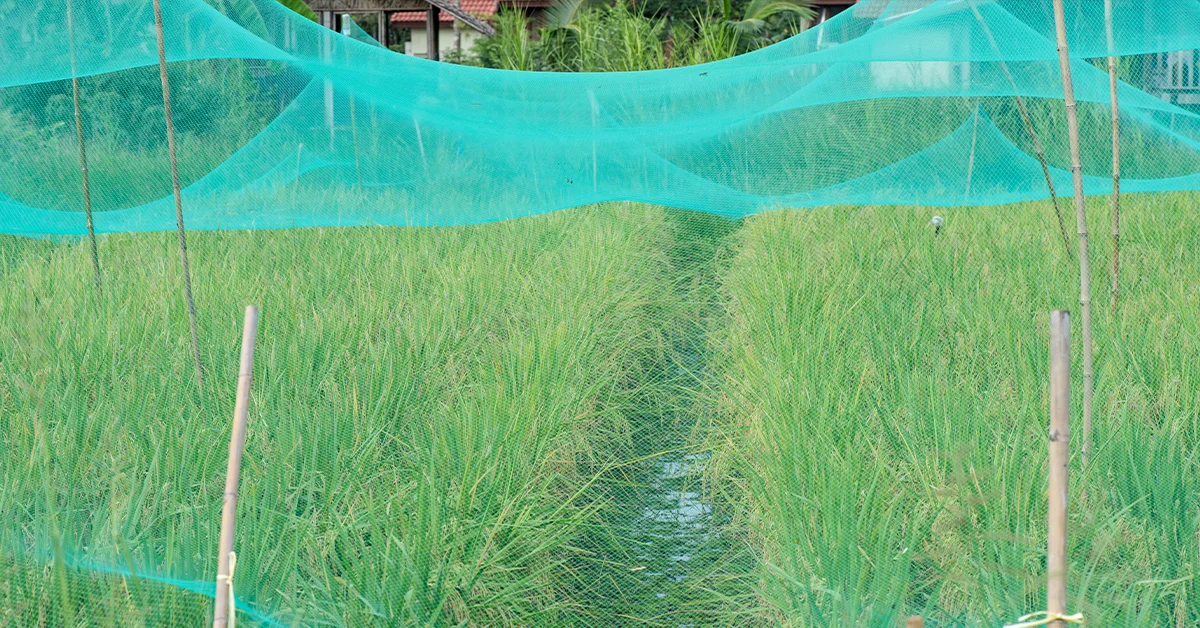 You are currently viewing Gumamit ng Mosquito Nets Para sa Sariling Garden Enclosure