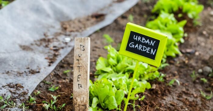 Edible Urban Gardening Techniques Na Dapat Subukan Sa Bahay