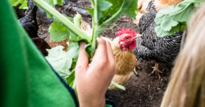 Read more about the article Raising Backyard Chicken: Tips Para Laging Ligtas ang Alaga