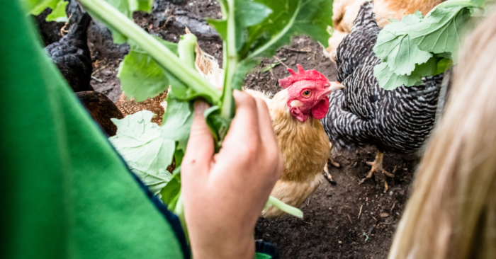 Raising Backyard Chicken: Tips Para Laging Ligtas ang Alaga