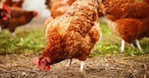 Read more about the article Free-range Chickens? Alamin Kung Paano Iiwas sa Salmonella