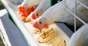 Read more about the article Gusto Mong Makamura? Gumawa ng Sariling Organic Chicken Feed