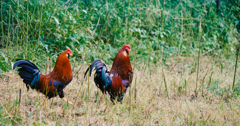 21-day conditioning program for gamefowls