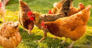 Read more about the article Mga Monthly Maintenance na Kailangan sa Chicken Farm