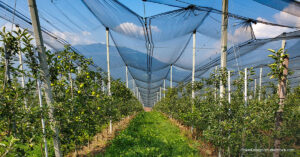Read more about the article The Importance of Proper Installation of Garden Nets