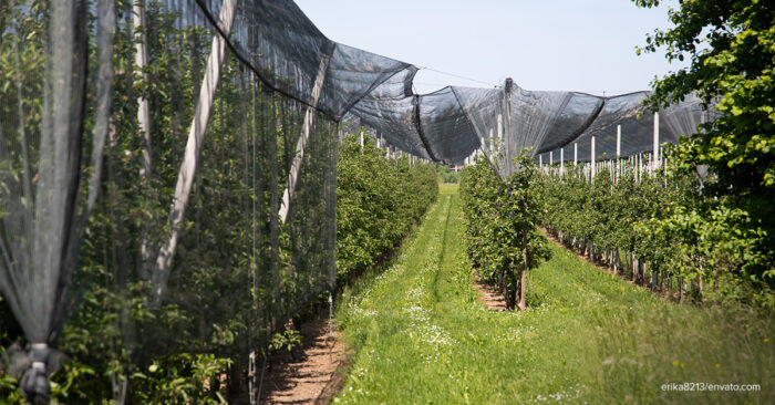 Garden Nets vs Other Methods for Pest Control: Pros and Cons