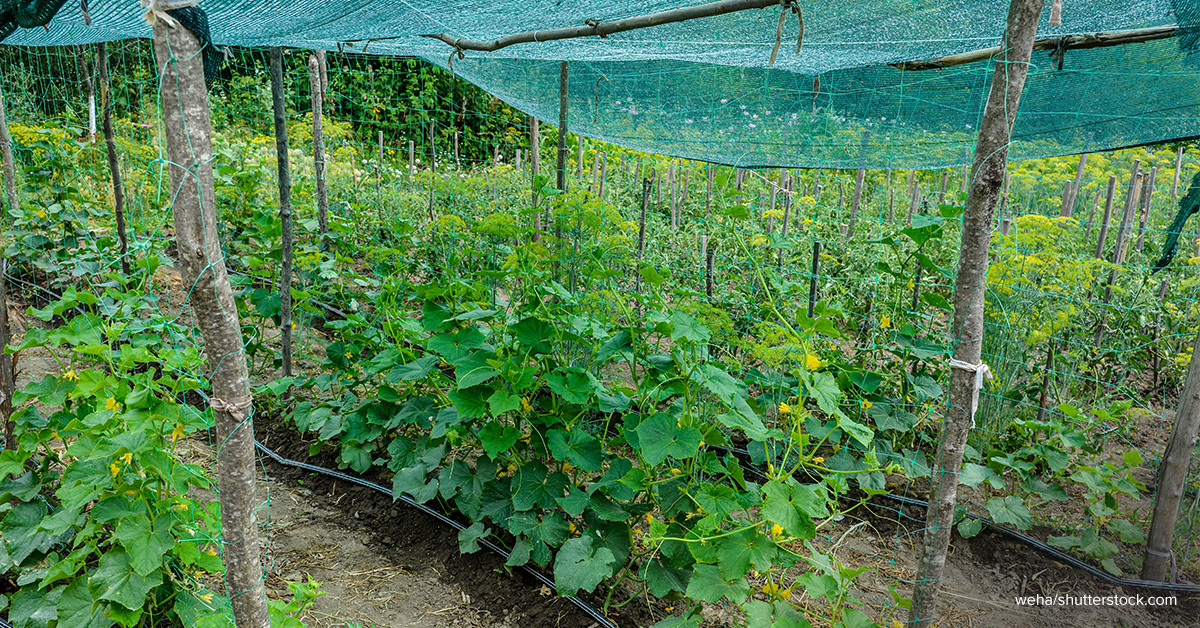 You are currently viewing Garden Net for Heat: How to Keep Your Garden Cool in Summer