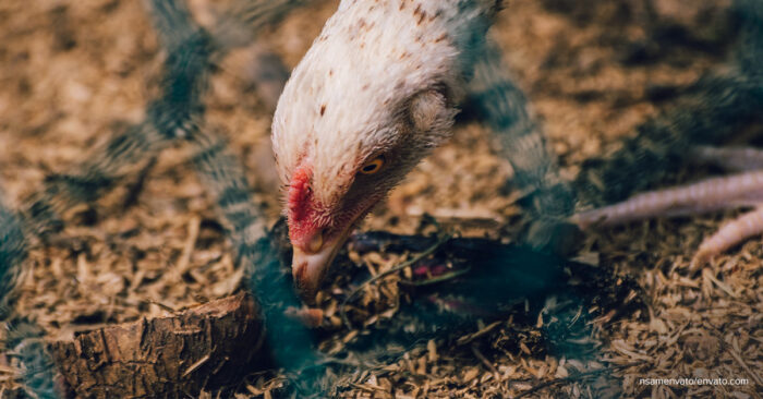 Paggamit ng Chicken Nets Laban sa Avian Influenza