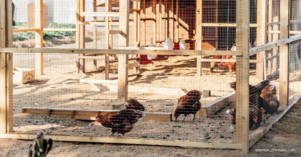 chicken net avian influenza