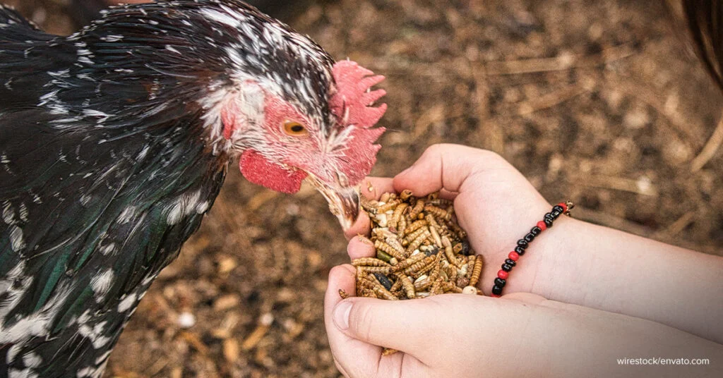 chicken net avian influenza