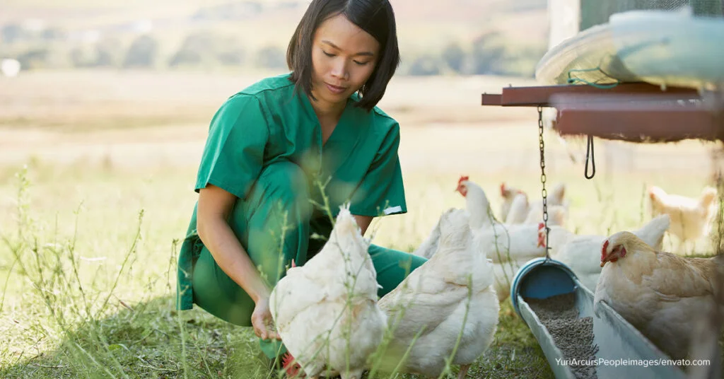 chicken net avian influenza