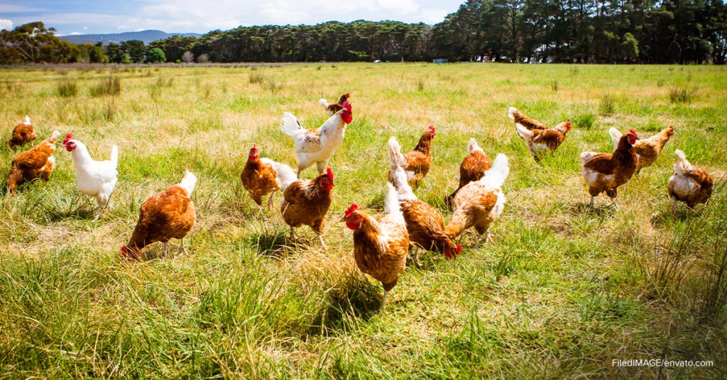 chicken net avian influenza