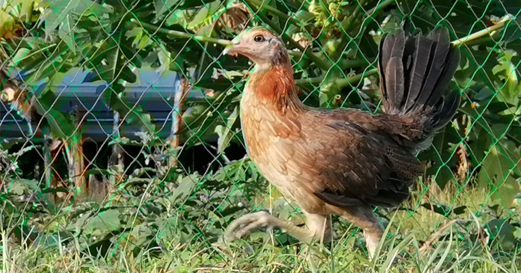 chicken net avian influenza