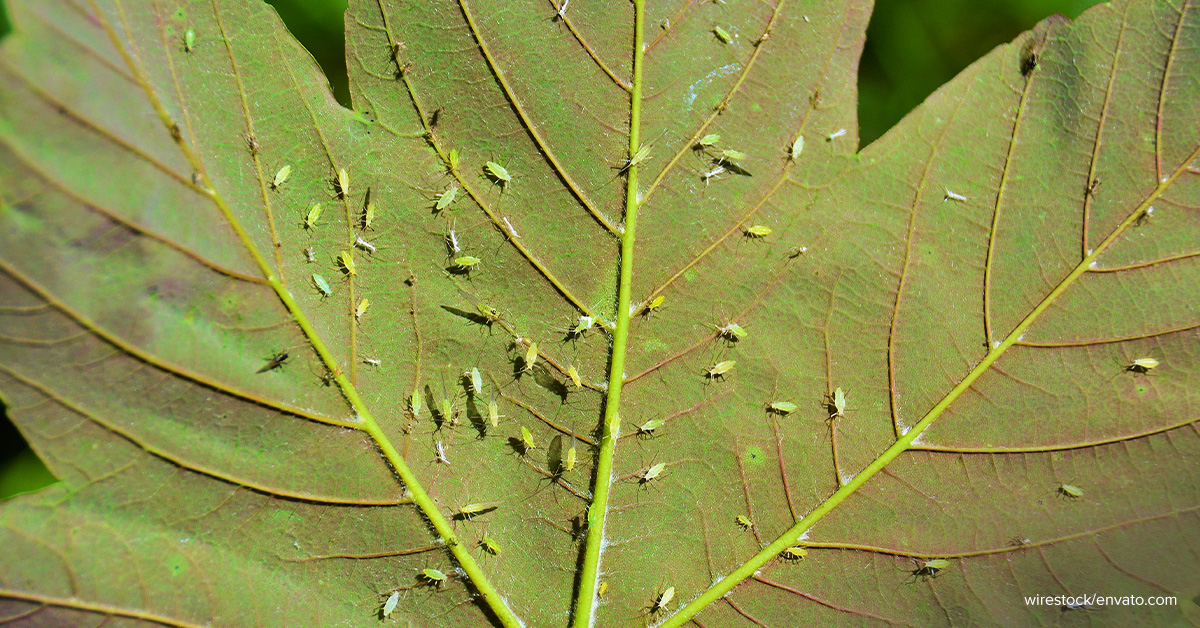 Mosquito Nets vs Pests A Guide