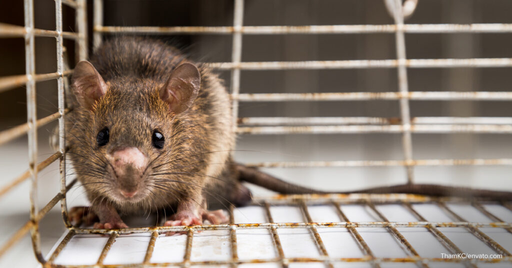 mosquito nets vs pests