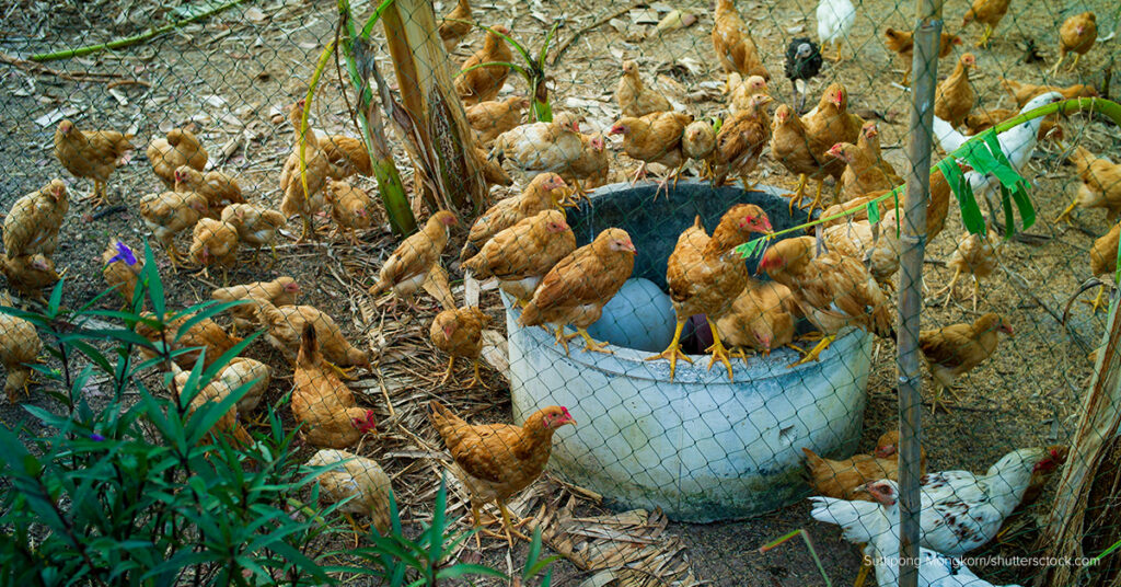 safety with chicken net