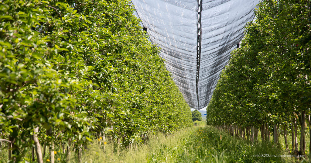 Discover the Essential Benefits of Garden Nets for Fruit Trees