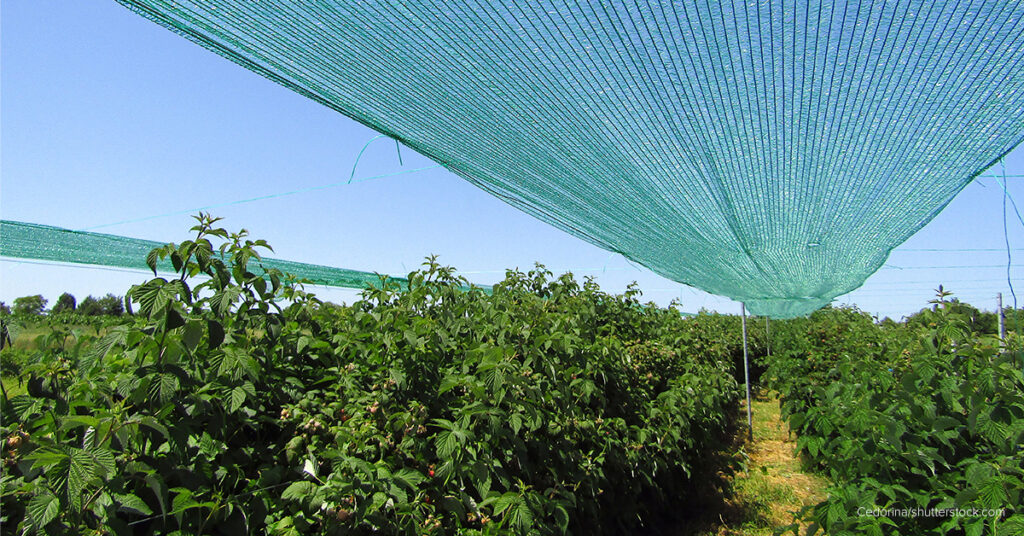 garden nets for fruit trees