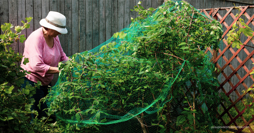 garden nets for fruit trees