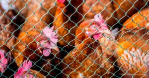 Read more about the article Ang Tamang Maintenance ng Chicken Net