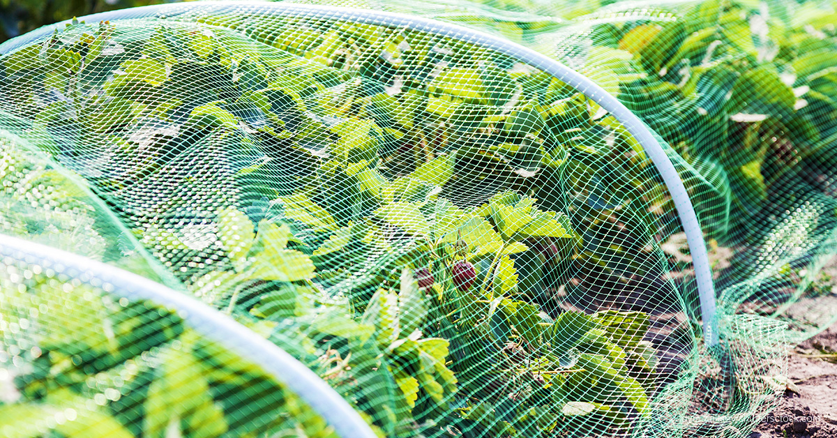 You are currently viewing Protecting Your Vegetable Patch with Garden Nets: The Benefits of Shade Netting